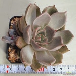 6725 셔링 - 엑스플랜트