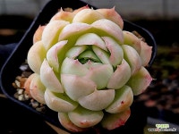 하월야 29-126 - 엑스플랜트