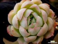 하월야 29-126 - 엑스플랜트