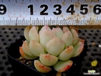 하월야 29-126 - 엑스플랜트