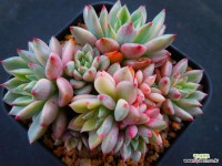 그린에메랄드금4295 - 엑스플랜트