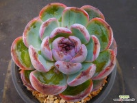 오데뜨묵둥이4385 - 엑스플랜트