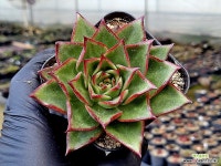 지젤(중대) 31-117 - 엑스플랜트