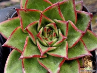 지젤(중대) 31-117 - 엑스플랜트