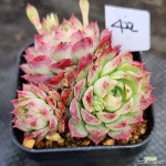 샤를로즈 : 다육식물 - 엑스플랜트