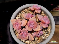 짚시 34-43 - 엑스플랜트