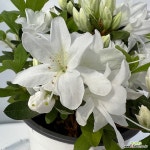 아젤리아 겹 하양 철쭉 노지월동 : 관엽식물 - 엑스플랜트