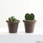 키우기 좋은 반려식물 선인장 다육식물 로자리안 토분 슈가팟 - 엑스플랜트