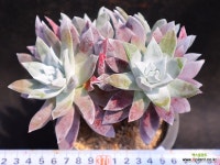 두들레야] 블러쳐스(자연)4-533 - 엑스플랜트