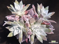 두들레야] 블러쳐스(자연)4-533 - 엑스플랜트