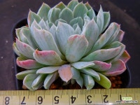 이리야금4674 - 엑스플랜트