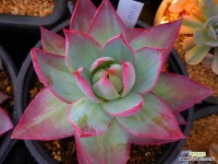 카시오적금050130 - 엑스플랜트