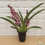 초콜릿향 꽃향기 샤리베이비28 : 기타 서양란 - 엑스플랜트