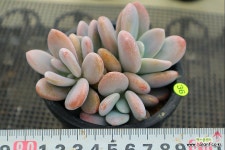 라온 - 엑스플랜트