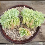 펜지 철화 - 엑스플랜트
