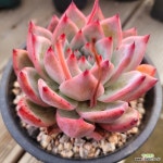 블랙사바스 - 엑스플랜트