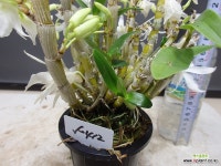 자생석곡 50412-신안 원종-농장자연증식품 : 석곡 - 엑스플랜트