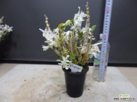 자생석곡 50414-신안 원종-농장자연증식품 : 석곡 - 엑스플랜트