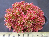 소인제복륜금4897 - 엑스플랜트