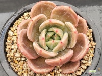 백야 - 엑스플랜트