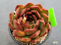 레드엣지 0505 : 다육식물 - 엑스플랜트