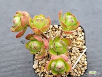 아도데스 0505 - 엑스플랜트