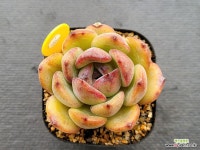 쉐린 0505 - 엑스플랜트