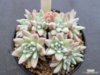 화이트그리니 0505 - 엑스플랜트