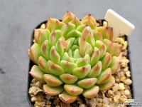 리마리 0505 - 엑스플랜트