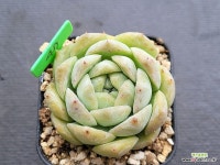 로얄스타 0505 - 엑스플랜트