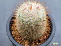 0505 - 엑스플랜트