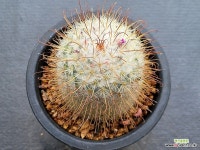 0505 - 엑스플랜트