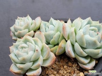 0505 - 엑스플랜트