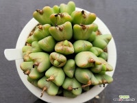 축전 0505 - 엑스플랜트