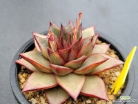 0505 - 엑스플랜트