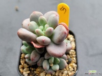 레마조 0505 - 엑스플랜트