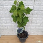 에메랄드 블루 사파이어 포도나무25 : 과일/열매 나무 묘목 - 엑스플랜트