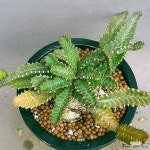아프리카식물 스탈라타 완전묵둥이대품입니다 므쪄요 0519 산아래다... 스탈라타  완전묵둥이대품입니다  므쪄요  0519 산아래다육이 - 엑스플랜트