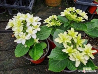 샘조류 수국 - 엑스플랜트