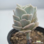 러블리로즈 0507102 - 엑스플랜트