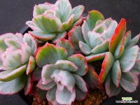 버클리금136 - 엑스플랜트