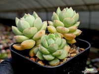 로즈라인 46-89 - 엑스플랜트