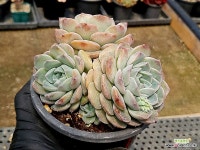 핑크스팟(대) 46-222 - 엑스플랜트