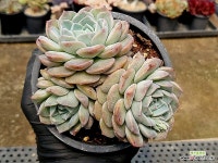 핑크스팟(대) 46-222 - 엑스플랜트