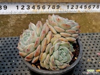 핑크스팟(대) 46-222 - 엑스플랜트