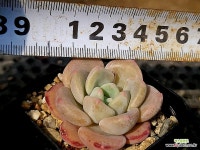 샤몽 47-11 - 엑스플랜트