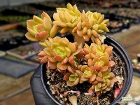 커스피닷텀철화 47-102 - 엑스플랜트