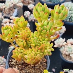 팔천대철화 - 엑스플랜트