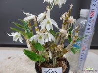 자생석곡 5092-원종-농장증식품 : 석곡 - 엑스플랜트