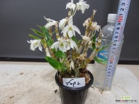 자생석곡 5092-원종-농장증식품 : 석곡 - 엑스플랜트